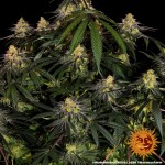 Barney's Farm Watermelon Zkittlez Fem 5 seeds