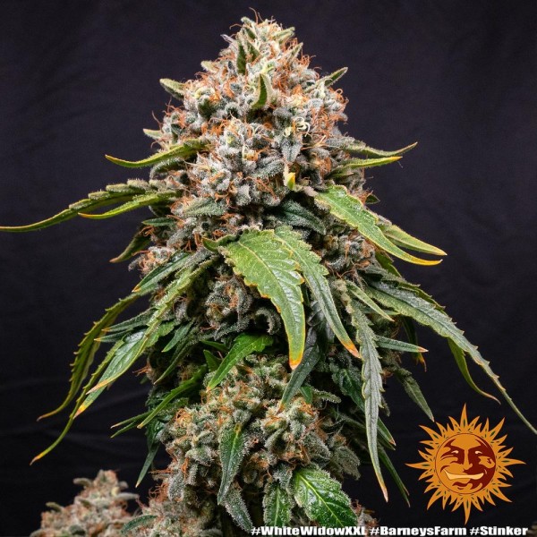 Barney's Farm White Widow XXL Fem 5 seeds