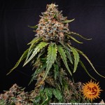 Barney's Farm White Widow XXL Fem 5 seeds