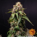 Barney's Farm White Widow XXL Fem 5 seeds