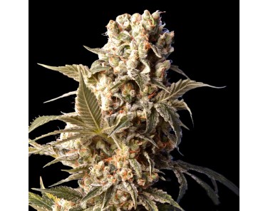 Dutch Bulk AK 47 Fem