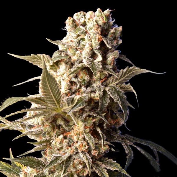 Dutch Bulk AK 47 Fem