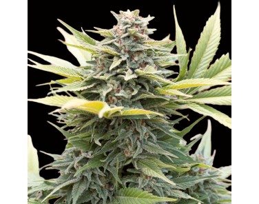 Dutch Bulk Amnesia Hypro Fem