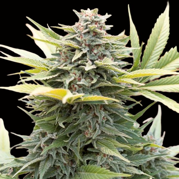 Dutch Bulk Amnesia Hypro Fem