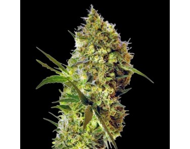 Dutch Bulk Big Devil Fem