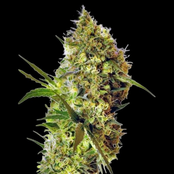 Dutch Bulk Big Devil Fem