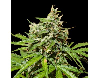 Dutch Bulk Cream Cookies Fem