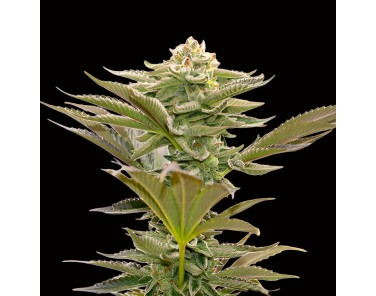 Dutch Bulk Critical Mass Fem
