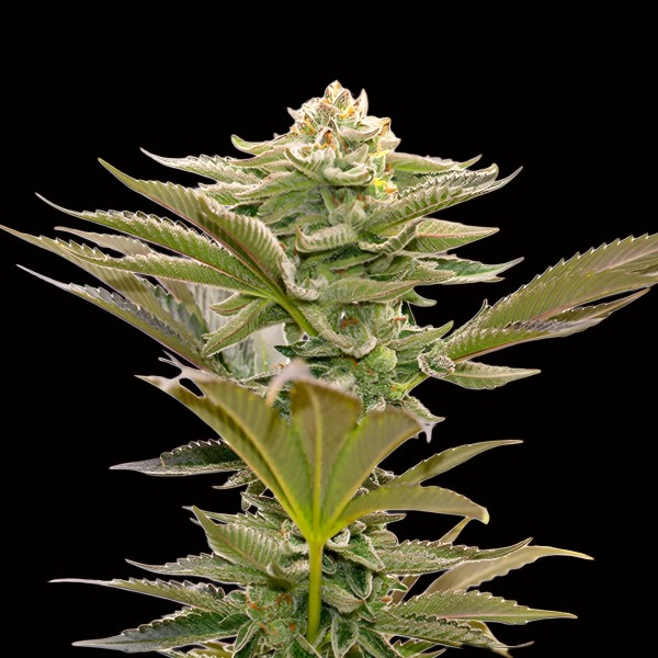 Dutch Bulk Critical Mass Fem
