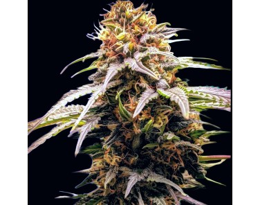 Dutch Bulk Grandaddy Purple Fem