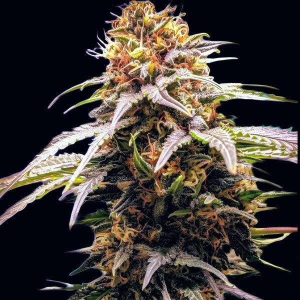 Dutch Bulk Grandaddy Purple Fem