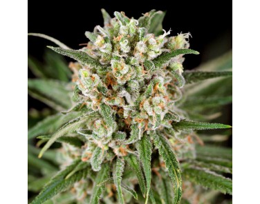 Dutch Bulk Northern Lights Fem