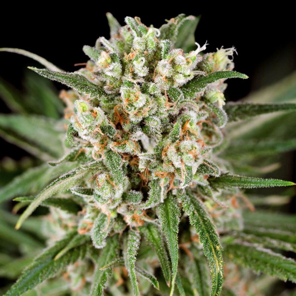 Dutch Bulk Northern Lights Fem