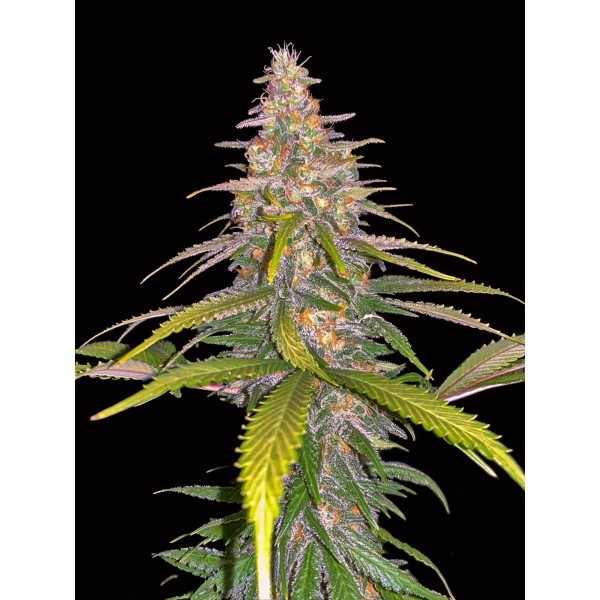 Dutch Bulk Wedding Cake fem