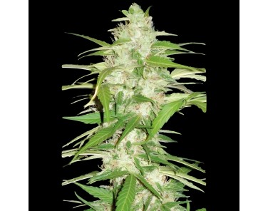 Victory Seeds Auto Ultra Power Plant