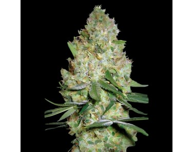 Victory Seeds Chronic Monster XXL