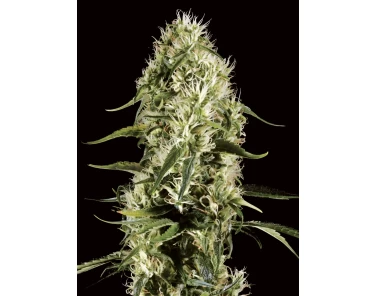 Dutch Bulk Super Silver Haze fem