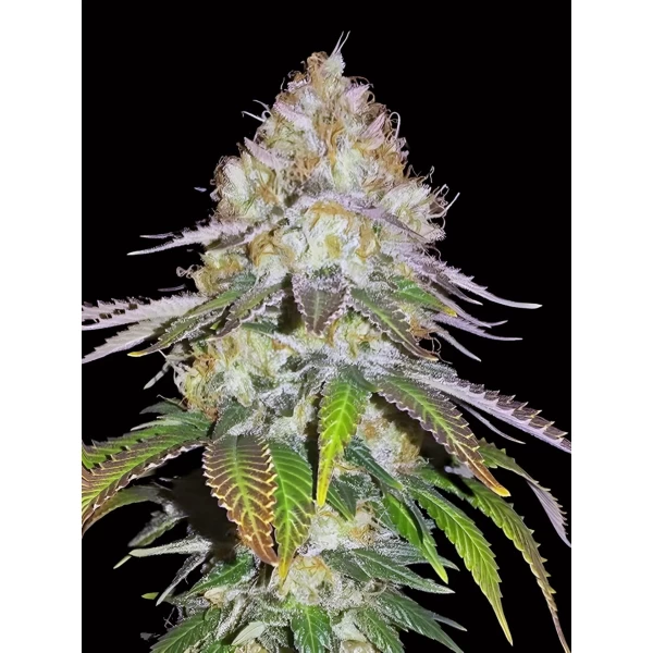 Dutch Bulk Pineapple Chunk fem