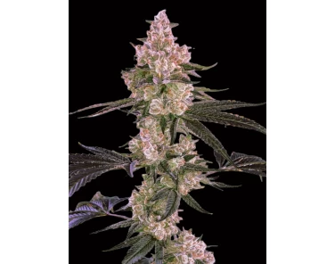 Dutch Bulk Watermelon Zkittlez fem