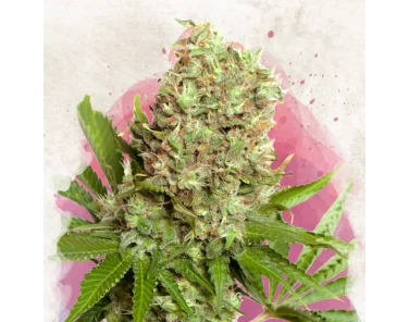 Nirvana White Widow fem 5 seeds